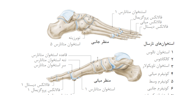 عکس اسکلت پای چپ