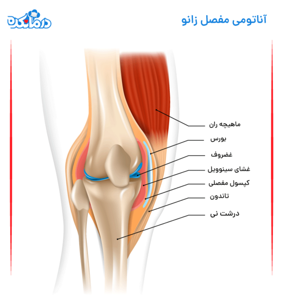 عکس اسکلت پای چپ