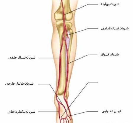 عکس اسکلت پای چپ