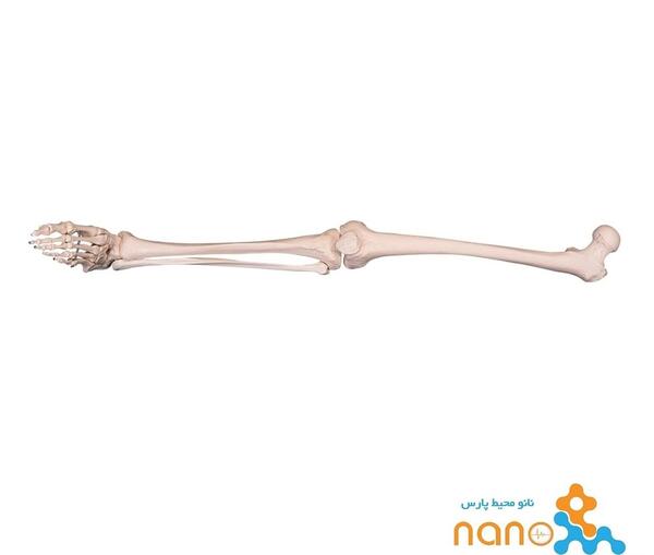 عکس اسکلت پای چپ