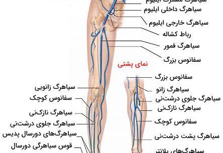 عکس اسکلت پای چپ