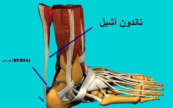 عکس اسکلت پای چپ