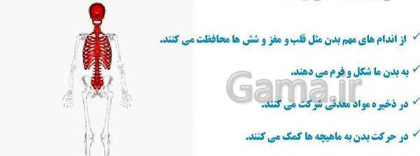عکس اسکلت پایه پنجم