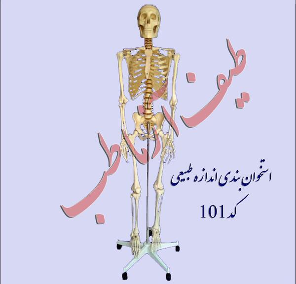 عکس اسکلت پایه پنجم