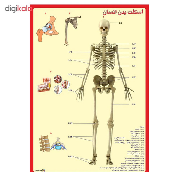 عکس اسکلت بدن برای چاپ
