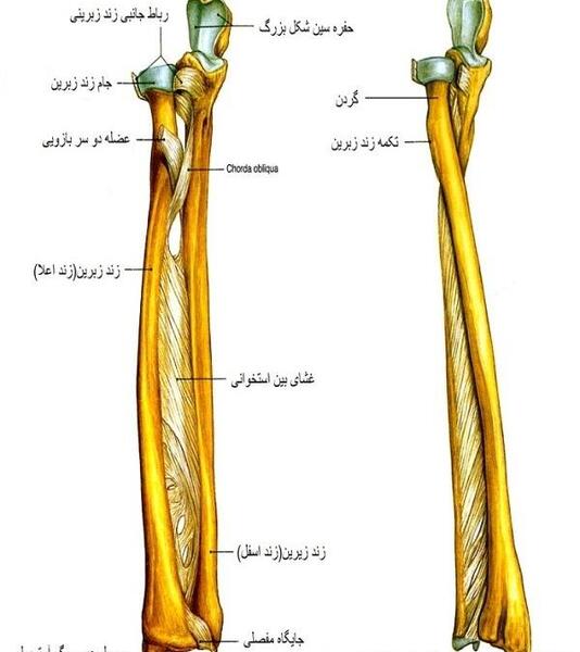 عکس اسکلت بدن حیوانات