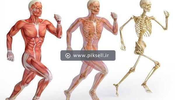 عکس اسکلت بدن حیوانات