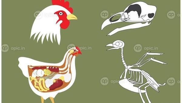 عکس از اسکلت حیوانات