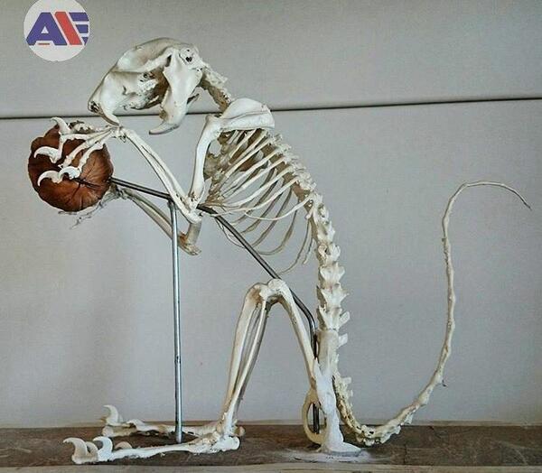 عکس از اسکلت حیوانات