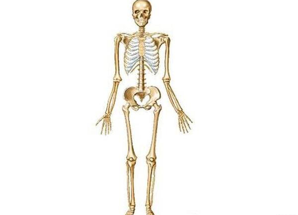 عکس اسکلت بدن انسان با چوب کبریت