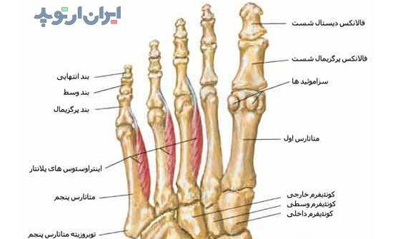 عکس اسکلت پاشنه پا