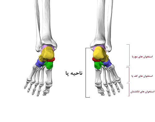 عکس اسکلت پاشنه پا