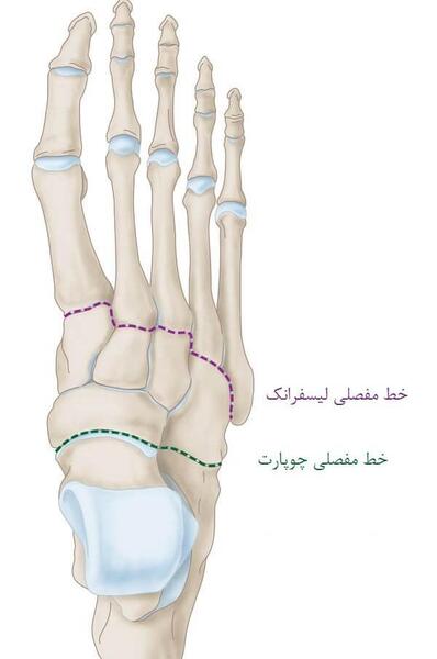 عکس اسکلت پاشنه پا