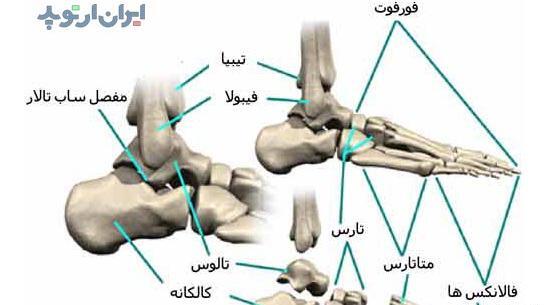 عکس اسکلت پاشنه پا