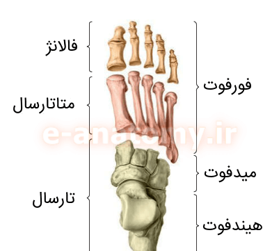 عکس اسکلت پای سالم