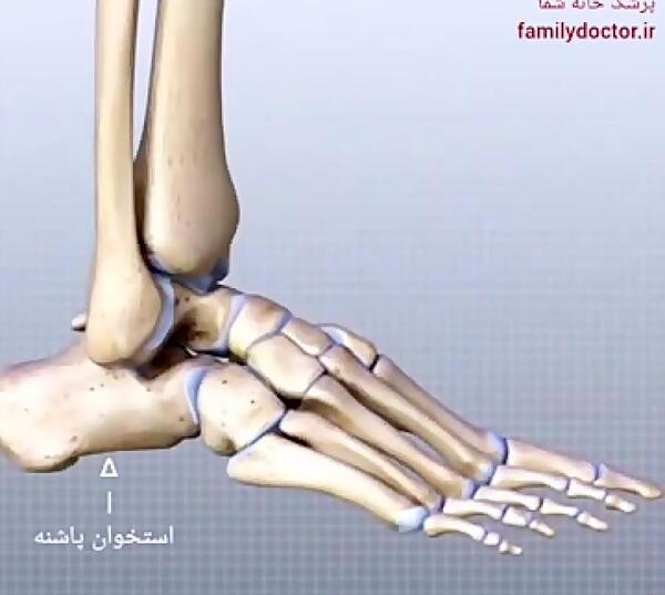 عکس اسکلت پای سالم