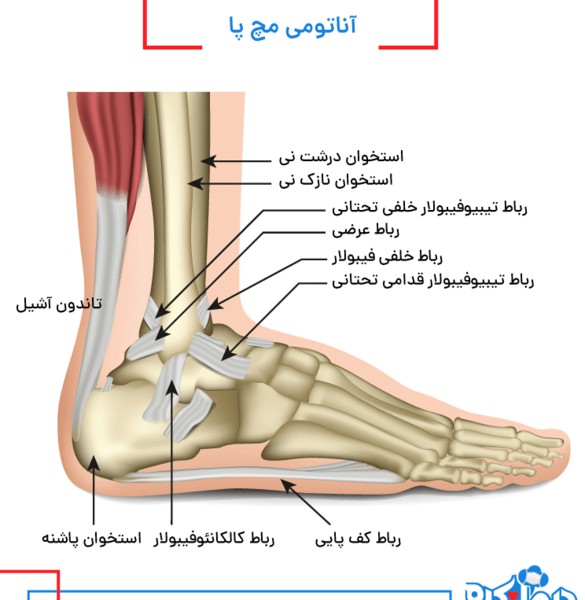 عکس اسکلت پای سالم