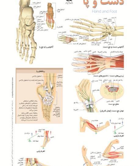عکس اسکلت بدن با گوش پاک کن