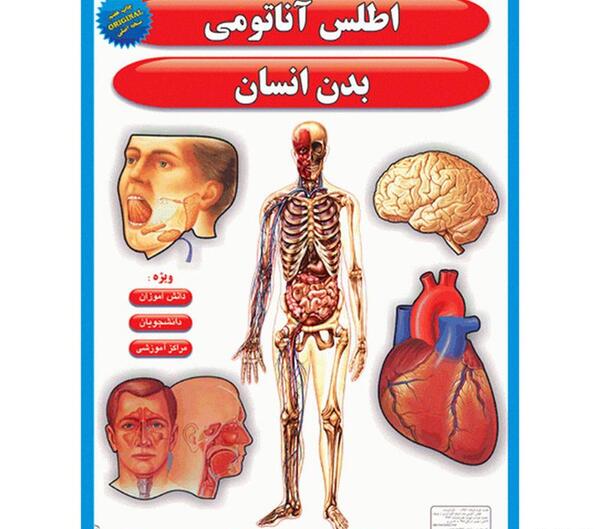 عکس اسکلت بدن با گوش پاک کن