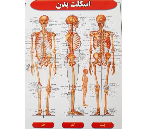عکس اسکلت بدن با گوش پاک کن
