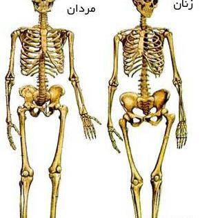 عکس اسکلت بدن با گوش پاک کن