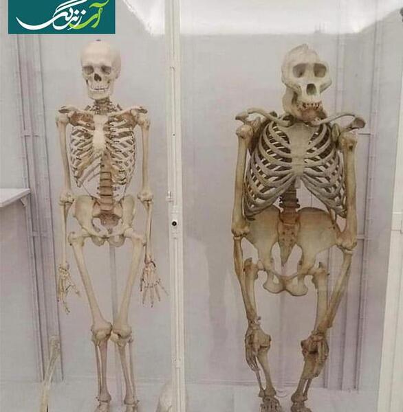 عکس اسکلت بدن انسان از پشت