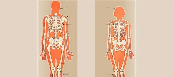 عکس اسکلت بدن انسان از پشت