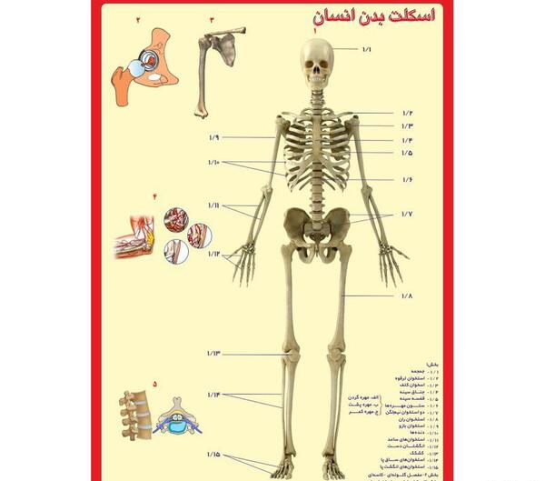 عکس اسکلت بدن انسان از پشت
