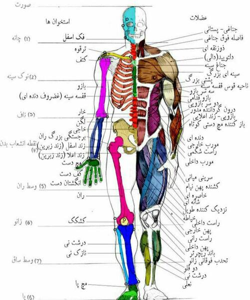 عکس اسکلت بدن انسان از پشت
