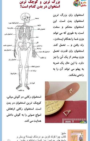 عکس اسکلت آدمیزاد