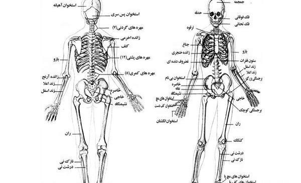عکس اسکلت آدمیزاد