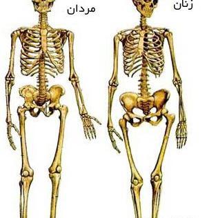 عکس اسکلت آدم نقاشی