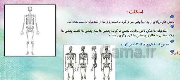 عکس اسکلت انسان کلاس پنجم