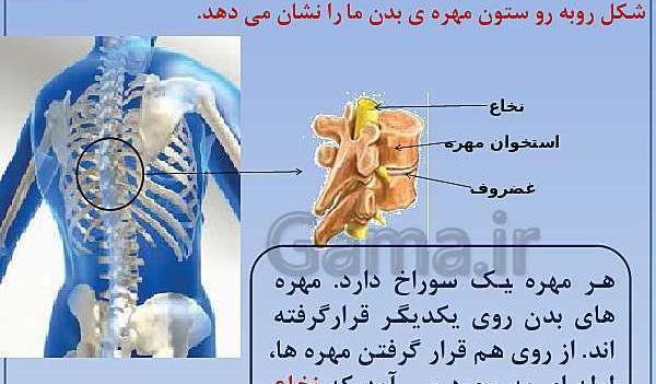 عکس اسکلت انسان کلاس پنجم