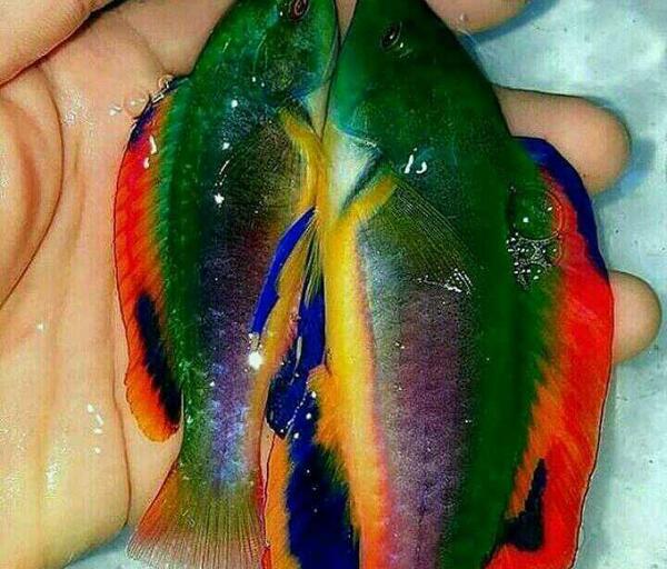 عکس های ماهی رنگی
