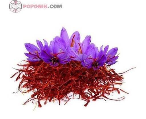 عکس لوگوی گل زعفران