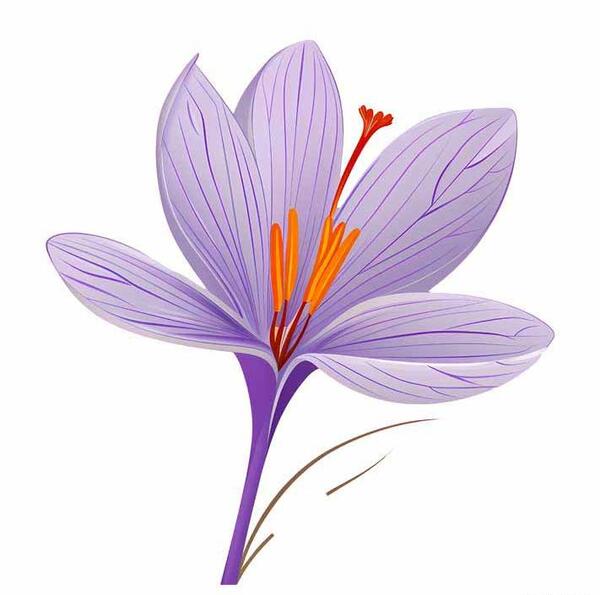 عکس لوگوی گل زعفران