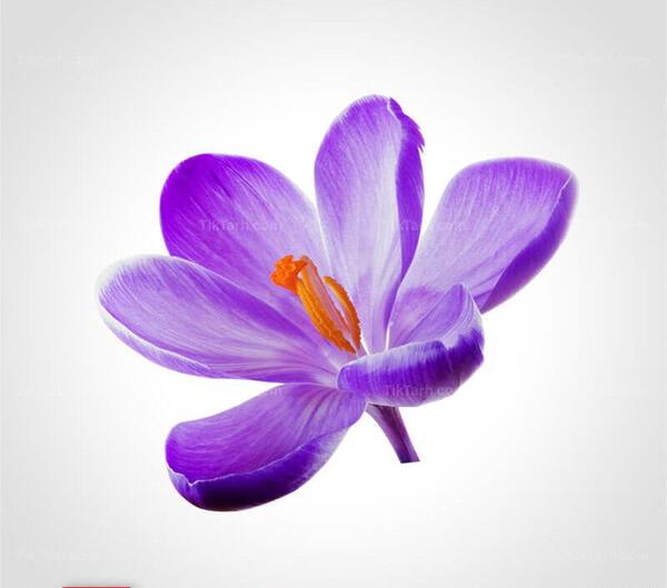 عکس لوگوی گل زعفران