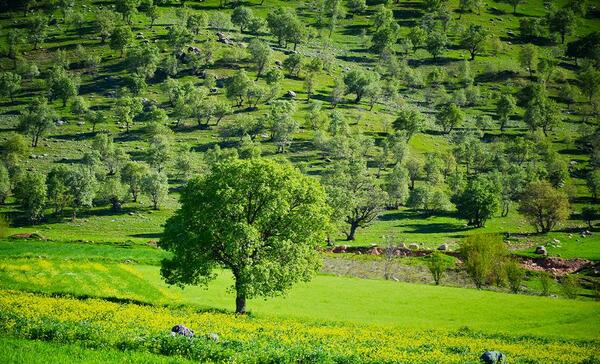 عکس لوگوی همیار طبیعت