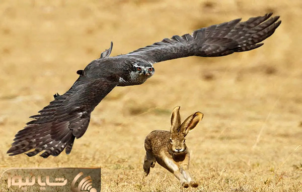 عکس لوگوی علی گریزی