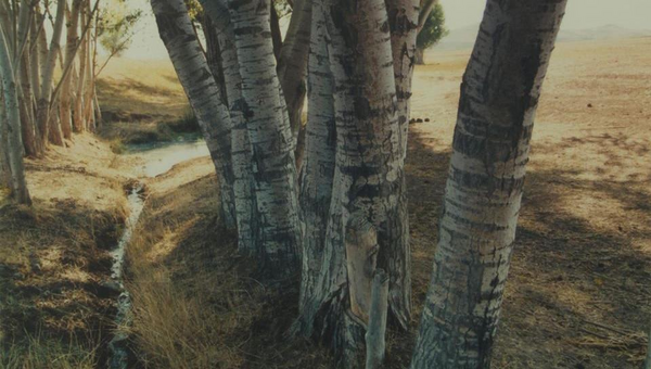 عکس درخت عباس کیارستمی