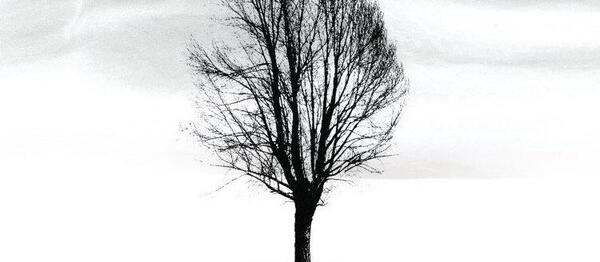 عکس درخت عباس کیارستمی