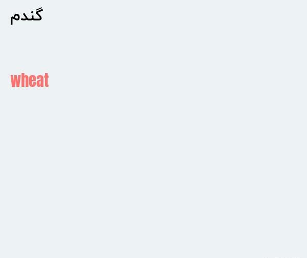 عکس لوگوی اسم گندم به انگلیسی