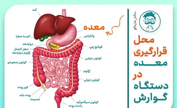 عکس شکل ممد قلی چه شکلی است
