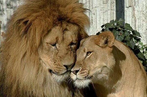 عکس شیر نروماده عاشقانه