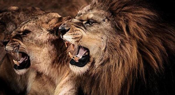 عکس شیر نروماده عاشقانه