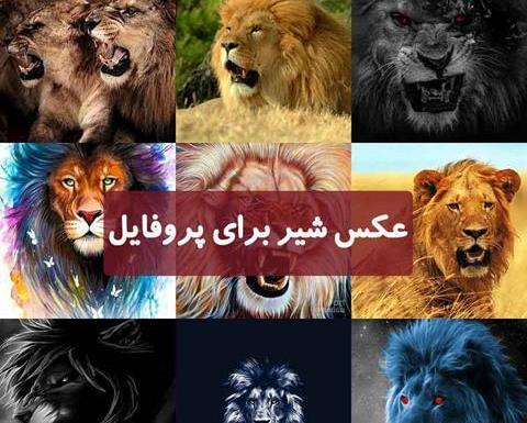 عکس شیر نروماده عاشقانه