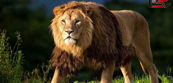 عکس شیر نروماده عاشقانه