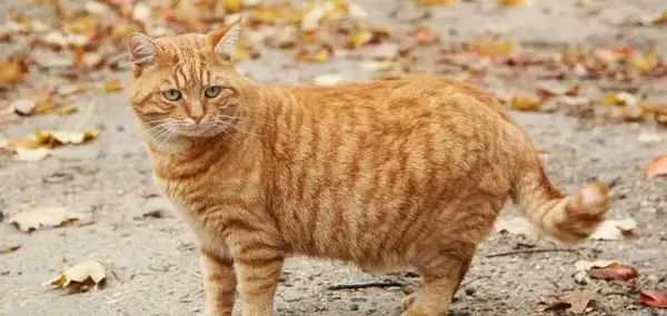 عکس گربه ی دی اس اچ