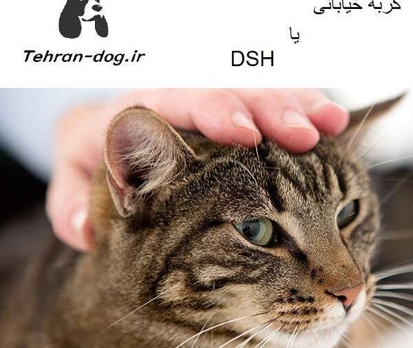 عکس گربه ی دی اس اچ